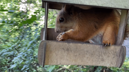 Forest park stroll in Yekaterinburg, squirrels included