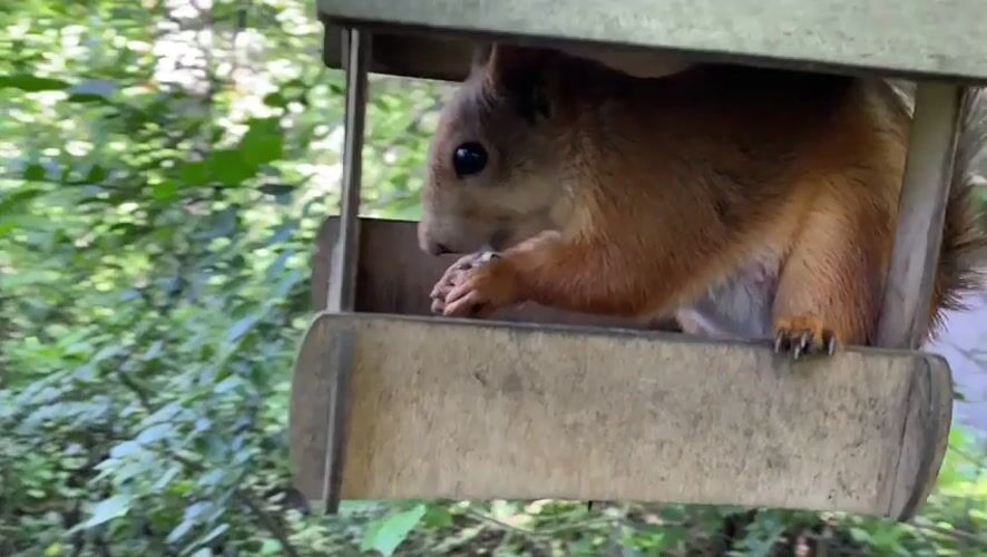 Forest park stroll in Yekaterinburg, squirrels included