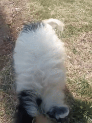 Two playful dogs enjoy a sunny morning on a Nairobi lawn