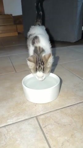 A kitten with white and brown tabby markings is drinking water from a white bowl placed on a tiled floor. The kitten is leaning over the bowl, with its head down. In the background, there is a wooden structure with stairs, a dark gray sofa or chair, and a dark wall. The lighting is dim.