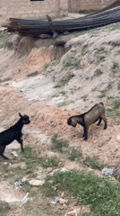 Rural Nigerian Communities Document Goats Playing, Cloudy Skies