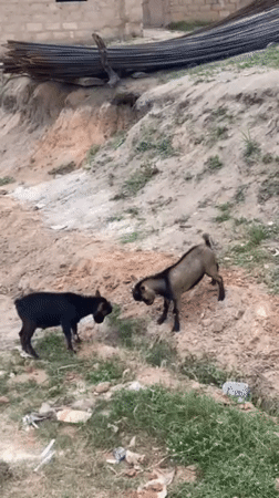Rural Nigerian Communities Document Goats Playing, Cloudy Skies