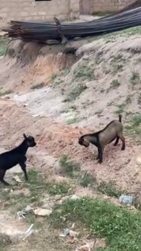 Rural Nigerian Communities Document Goats Playing, Cloudy Skies