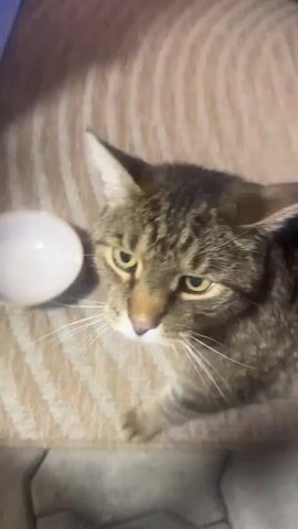 A cat is fed from a pouch of cat food. The cat is brown and striped, and it is sitting on a beige and white striped blanket. The cat food pouch is being held by a hand, and the cat is eating from a white bowl. The background is blurred, but it appears to be an indoor setting.