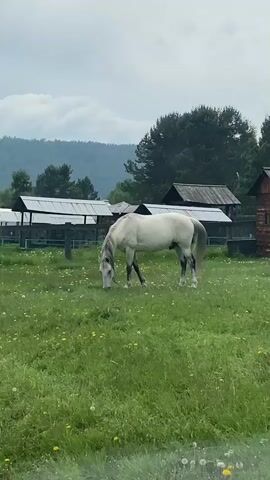 A white horse is grazing in a grassy field with scattered yellow flowers. The horse is tethered and appears to be in a rural setting. In the background, there are wooden structures, possibly barns or stables, and trees. The sky is overcast.
