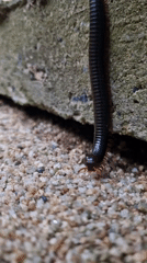 Black millipede with red legs spotted in Ko Samui