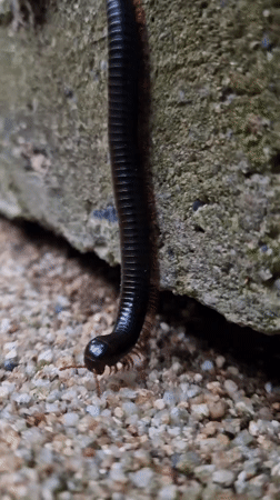 Black millipede with red legs spotted in Ko Samui