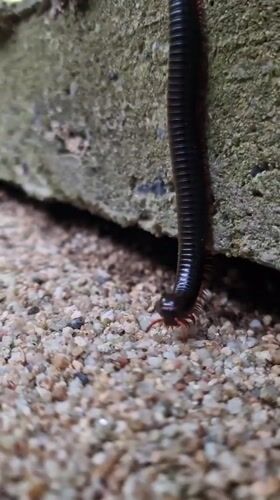 Black millipede with red legs spotted in Ko Samui
