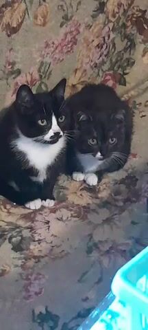 A video shows two black and white cats sitting on a floral patterned couch. The cat on the left is facing forward with its body slightly turned to the right, its ears perked up, and its eyes looking to the left. The cat on the right is facing forward, curled up slightly, with its head down and its eyes looking downwards. Both cats have white paws and white markings on their chests. The background is a floral pattern on the couch. The lighting appears to be dim.