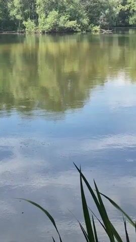 The video begins with a view of a calm body of water, reflecting the sky and surrounding trees. Tall green grass or reeds are in the foreground. The camera then pans to the left, showing a dense forest with sunlight filtering through the leaves and casting shadows on a tree trunk.
