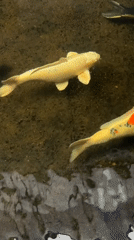 Koi fish and lounging cat captured at Thailand residence