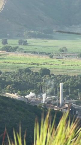 This is a wide-angle, elevated view of an industrial facility nestled within a lush, green valley. In the foreground, out-of-focus blades of tall green grass create a natural frame. The middle ground showcases the industrial complex, characterized by several low-lying buildings and a tall, white cylindrical smokestack. Plumes of white smoke or steam rise from various points within the facility, suggesting ongoing operations. Surrounding the industrial site is a dense growth of tall palm trees, adding to the tropical feel of the location.

Beyond the immediate industrial area, the landscape opens up to reveal vast expanses of agricultural fields, predominantly in shades of green and yellow, likely sugarcane plantations given the location context of San Mateo, Venezuela. A road or highway runs through these fields, with a yellow vehicle visible on it, indicating transportation activity. In the background, rolling hills or mountains covered in vegetation rise, their contours softened by a hazy atmosphere.

The time of day appears to be either early morning or late afternoon, with soft, diffused light suggesting a less intense sun. The haze in the air might indicate humidity or light pollution. The overall impression is one of an industrial operation integrated into a vibrant natural landscape, with the smoke from the facility being a prominent visual cue of its activity. No visible text is present in the media file.