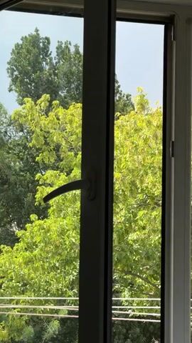 The video shows a view through a partially open window. Lush green trees with vibrant foliage are visible outside, some catching the sunlight and appearing brighter than others. A white window frame divides the view, with a dark handle on the left pane. The light suggests a daytime scene.