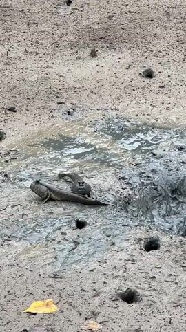 A mudskipper is shown partially submerged in muddy water, with its eyes on stalks protruding above the surface. The mudskipper is positioned in the center of the frame. The surrounding environment consists of grey, wet mud with several small holes or burrows visible. A single yellow leaf lies on the mud in the lower left corner. The water appears murky and disturbed, likely from the mudskipper's movement or the tide. The overall scene depicts a tidal mudflat habitat.