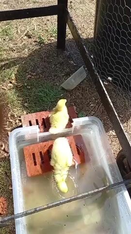 The video shows two yellow ducklings in a shallow tub of water. They are standing on bricks to keep them out of the water. The ducklings are moving around in the water, splashing and pecking at it. The background is blurry but appears to be an outdoor setting with grass and dirt. The lighting is bright, suggesting it is daytime.