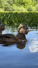 Mallard ducks along a waterway's grassy and muddy bank