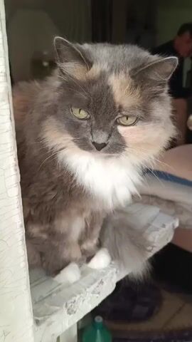 A calico cat with green eyes sits on a surface near a window. Its fur is a mix of gray, tan, and white. In the background, a person in a dark shirt and light-colored pants is visible. The environment appears to be indoors.