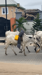 Cattle herd walks through residential Badagry streets with boy guide