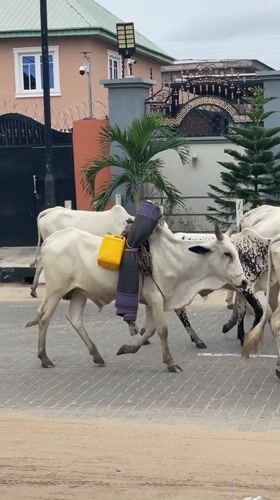 Cattle herd walks through residential Badagry streets with boy guide