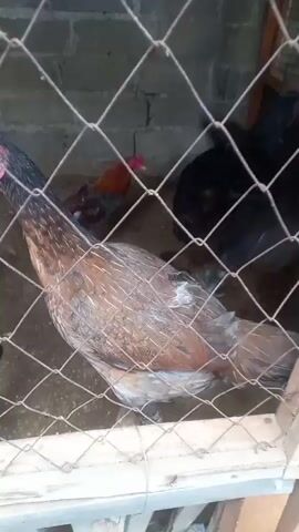 A medium shot captured through a wire mesh fence shows several chickens in an enclosure. The enclosure appears to be a small coop with a dirt floor and a brick wall in the background. The chickens are of various breeds and colors, including brown, black, and red. The foreground chicken, a hen, has brown and black plumage and a prominent red comb. The hen is looking to the left of the frame. In the background, other chickens, including at least two roosters, are visible. One rooster is dark-colored with red accents, and another is mostly brown with black and red markings. The lighting is dim, suggesting it may be early morning or late afternoon. The overall impression is a typical scene of chickens being kept in a confined space.