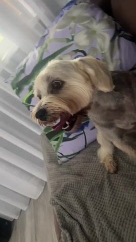 A small, light-colored dog is lying on a bed with a pillow behind its head. The dog is panting with its tongue hanging out. The pillow has a floral pattern with white and green flowers. There is a white curtain in the background.