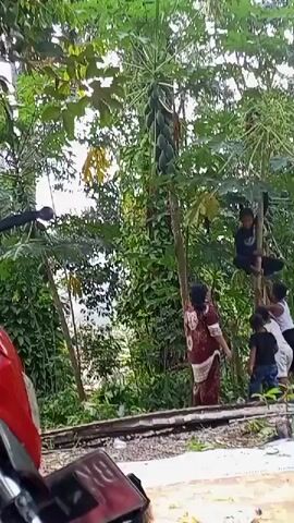 A group of people, including children and adults, are gathered around a tall papaya tree laden with fruit. One young boy is actively climbing the tree, reaching for the papayas. Several other children are watching him, some looking up expectantly. An adult woman in a maroon and brown patterned sari stands near the base of the tree, also observing the scene. Another adult is seated in the background on the right side of the frame. The environment appears to be outdoors, with dense foliage and trees surrounding the area. The ground is uneven and appears to be a dirt or gravel path. In the foreground, there are some discarded items, including what looks like a piece of cardboard and some metal. The lighting suggests it is daytime.