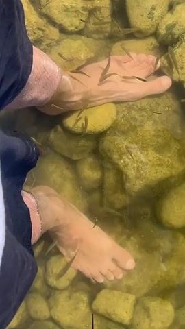The video shows a person's feet submerged in shallow water with many small fish. The feet are pale with some pinkish areas around the ankles. The water is clear enough to see the rocky bottom. The fish appear to be nibbling at the feet. The person is wearing dark shorts with a white stripe down the side. The water is still and the lighting suggests an outdoor setting, possibly a pond or a specially designed foot spa.