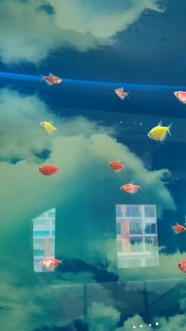 The video captures an aquarium teeming with small, brightly colored fish. Numerous fish, predominantly in shades of red and orange, along with a few striking yellow and pinkish-white individuals, actively swim within the glass tank. These fish appear to be a type of genetically modified tetra, possibly GloFish. The rear wall of the aquarium features a distinctive background decoration depicting a blue sky filled with white, fluffy clouds, creating an ethereal illusion of the fish navigating through the sky. The base of the tank is covered with light-colored gravel.

Visible on the glass surface of the aquarium are clear reflections of the surrounding indoor environment. These reflections show distinct architectural features, specifically parts of a building with multiple windows, suggesting the aquarium is situated within an interior space such as a hotel lobby, restaurant, or other public area. The only activity shown is the continuous swimming and graceful movement of the fish. No text is visible within the video frame. Based on the provided context, the location is Bai Chay Ward, Vietnam. The time of day is not explicitly shown but is implied to be daytime due to the nature of the reflections. The scene offers a tranquil and visually engaging display of aquatic life.