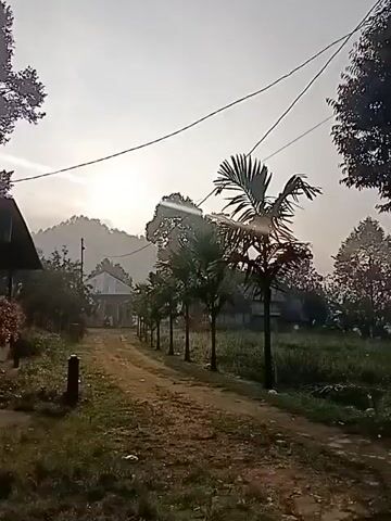 The video captures a moving view of a rural landscape. It begins on a dirt road lined with palm trees and a fence, with houses visible in the background. The camera then pans to reveal a dense forest with large trees and lush greenery. Sunlight filters through the leaves, creating a dappled effect. A banana plant with large leaves is prominently featured in the foreground of the final frames. The overall impression is one of natural beauty and tranquility.