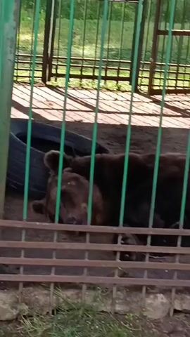 The video shows a brown bear lying down behind a green metal fence with a brown metal railing in front. The bear is lying on its side, with its head resting on its paws. The ground inside the enclosure is dirt. There is some grass outside the enclosure. The bear is dark brown and appears to be an adult. The enclosure seems to be in an outdoor setting, possibly a zoo or wildlife park, as indicated by the fence and the presence of other animals in the background that seem to be also in enclosures. The bear appears to be relaxed.
