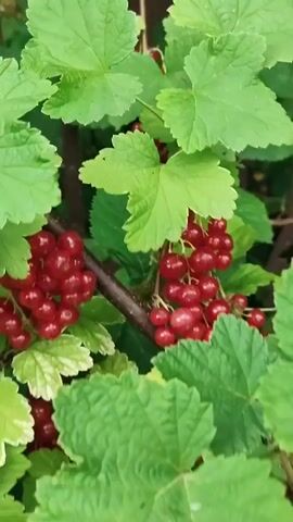 The video shows a close-up view of ripe red currants on a bush. The currants are clustered together on stems, surrounded by green leaves. The focus shifts between different bunches of currants and the surrounding foliage. In one frame, a snail is visible on a branch in the background. The overall impression is of a natural, outdoor setting.