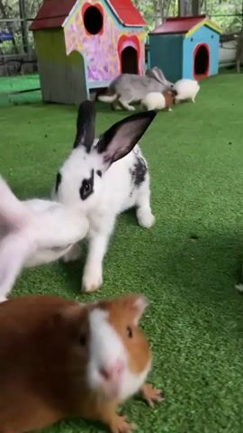 The video depicts several rabbits and guinea pigs interacting on a green surface that mimics grass. In the foreground, a brown and white guinea pig moves towards the camera, while a white rabbit with red eyes approaches closely, almost touching the camera lens. Another rabbit, white with black spots, is also visible. In the background, there are several more guinea pigs and rabbits, along with small, colorful houses. The camera movement is unsteady, and the focus is mostly on the animals, creating an intimate view of their interactions.