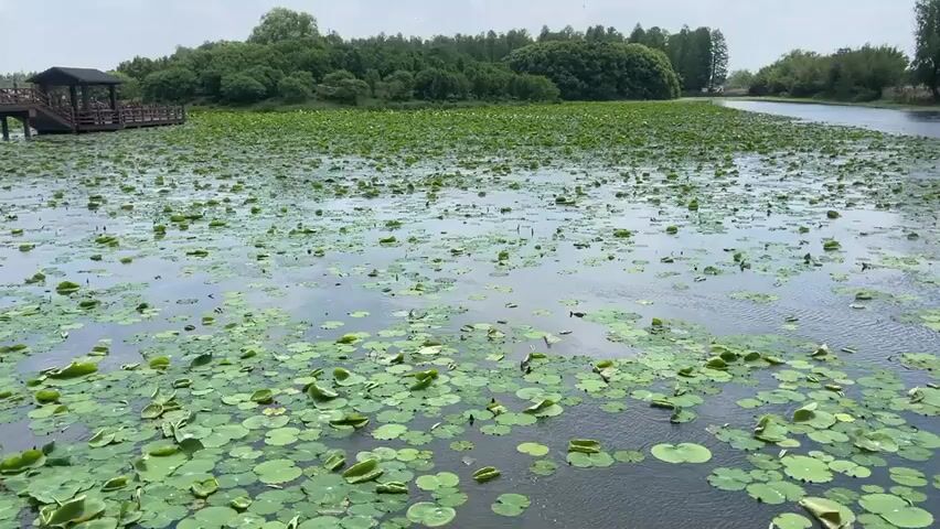The video shows a wide view of a body of water largely covered with lily pads. The water is calm with subtle ripples. In the background, a line of green trees sits on the horizon, and a small wooden gazebo and boardwalk structure is visible on the left side of the frame. The sky is overcast.