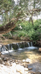 Stream documentation captures butterflies, waterfalls in Sant Martí Sarroca
