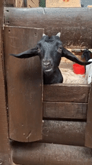 Morning at Peterhof's farm yard with goats, donkeys, and a horse
