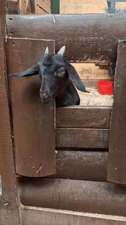 Morning at Peterhof's farm yard with goats, donkeys, and a horse