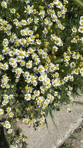 The video shows a dense patch of chamomile flowers growing beside a concrete surface. The flowers have white petals and yellow centers. Some grass blades are visible between the flowers. A small black insect flies near the bottom right corner. The scene is brightly lit.