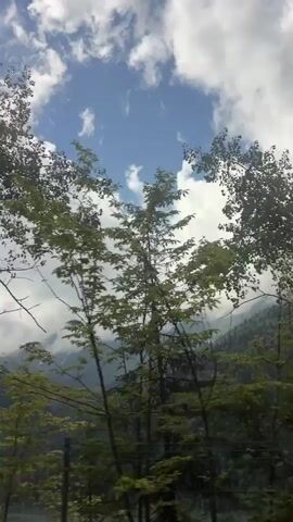 A vertical video shows a treeline with a tall, slender tree in the foreground. The tree has sparse leaves and a white trunk. In the background are mountains, some with snow-capped peaks, partially obscured by clouds. The sky is blue with white, fluffy clouds. To the right, the top of a vehicle is visible, suggesting the footage was captured from inside a moving car. The scene is lush and green, indicating a natural, mountainous environment.