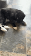 Cats enjoy catnip playtime on floors in Desborough home