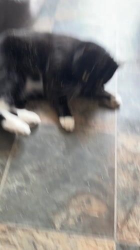 Cats enjoy catnip playtime on floors in Desborough home