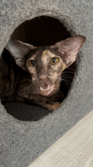 Two cats captured in quiet moments in Chaikovsky homes