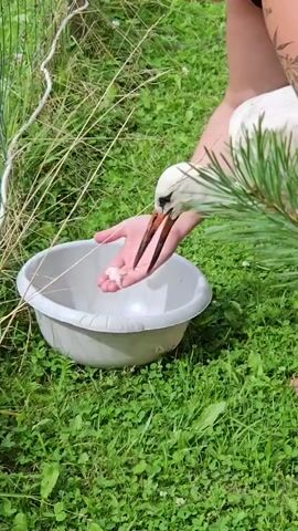 A person is feeding a stork from their hand in a grassy outdoor area. The stork is bending its head down to eat small pieces of food from the person's open palm. A white bowl is placed on the grass near the person's hand. A fence made of wire and some tall grass are visible in the background.