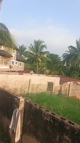 The video shows a scene in what appears to be a tropical or subtropical area. In the foreground, there is a low, partially crumbling cinder block wall with a grey cloth draped over one section. Behind the wall, there is an overgrown area filled with tall green grass and weeds. Further back, there's a low, light-colored building with a small window covered by a metal screen. Beyond that building, the roofs of other structures can be seen, some with red metal sheets. The scene is framed by several tall coconut palm trees with lush green fronds that sway in the breeze. In the background, there is a clear sky, tinged slightly with morning haze. The style of architecture and the vegetation suggests this might be a rural or semi-rural area in a tropical climate.