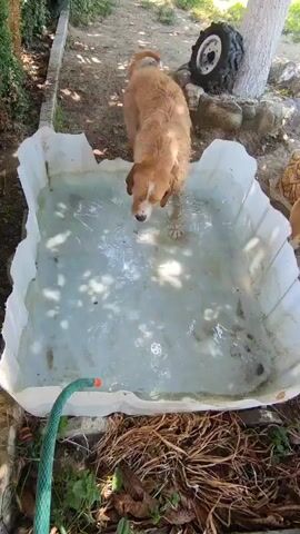 A medium shot, high-angle video of a brown dog playing in a water-filled plastic tub in a dirt yard under a sunny sky. The dog splashes in the water, and another dog with white and brown fur approaches the tub from the left. A green hose is visible in the lower left corner.