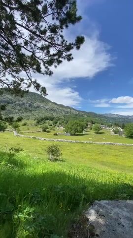 A vertical, handheld, medium shot captures a pastoral landscape on a sunny day. In the foreground, a large, rough gray rock sits on the lower right, partially shaded. Lush green grass and plants fill the bottom of the frame. In the middle ground, a vibrant green meadow, dotted with yellow wildflowers, stretches across the scene, bordered by a low, dry stone wall. Scattered throughout the meadow are several deciduous trees with full, green canopies, and a few stone buildings are visible. Behind the meadow, rolling hills covered in green foliage rise towards a backdrop of rugged, gray mountains under a bright blue sky with scattered white clouds. The upper portion of the frame is partially obscured by the dark green needles of a pine tree's branches. The camera is static.