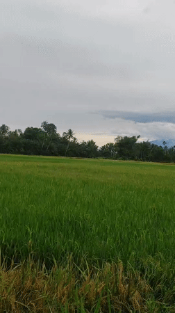 Rural Indonesia rice paddies filmed under cloudy morning skies