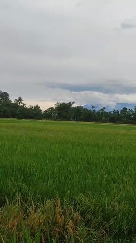 Rural Indonesia rice paddies filmed under cloudy morning skies