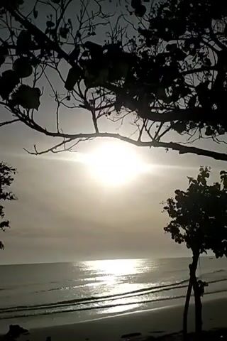 A tranquil beach scene unfolds as the sun, a bright disc in a hazy sky, casts a shimmering reflection on the gentle waves rolling onto the shore. Silhouetted trees frame the view, their branches reaching out towards the expansive ocean. The atmosphere is peaceful and serene.