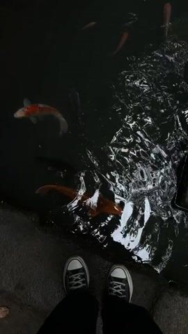The video shows a top-down view of a pond with koi fish swimming in it. The water is dark and reflects the sky. There are several koi fish of various colors, including orange, red, and white, visible in the pond. The camera is positioned at eye level, looking down at the pond. The viewer's feet, wearing black sneakers with white laces, are visible at the bottom of the frame. The surroundings appear to be a garden or park, with stone edges along the pond. Some green leaves are floating on the water's surface. The footage transitions between different angles and close-ups of the fish and water.
