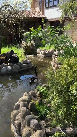 The video captures a serene outdoor scene. A waterway, bordered with rounded rocks, flows through a lush garden.  A black swan swims along the waterway, occasionally dipping its head underwater. The surrounding greenery consists of various trees, shrubs, and patches of grass. In the background, a traditional-style house stands, featuring a stone facade, red-tiled roof, and windows with dark frames. The sky above is clear and bright, indicating a sunny day.